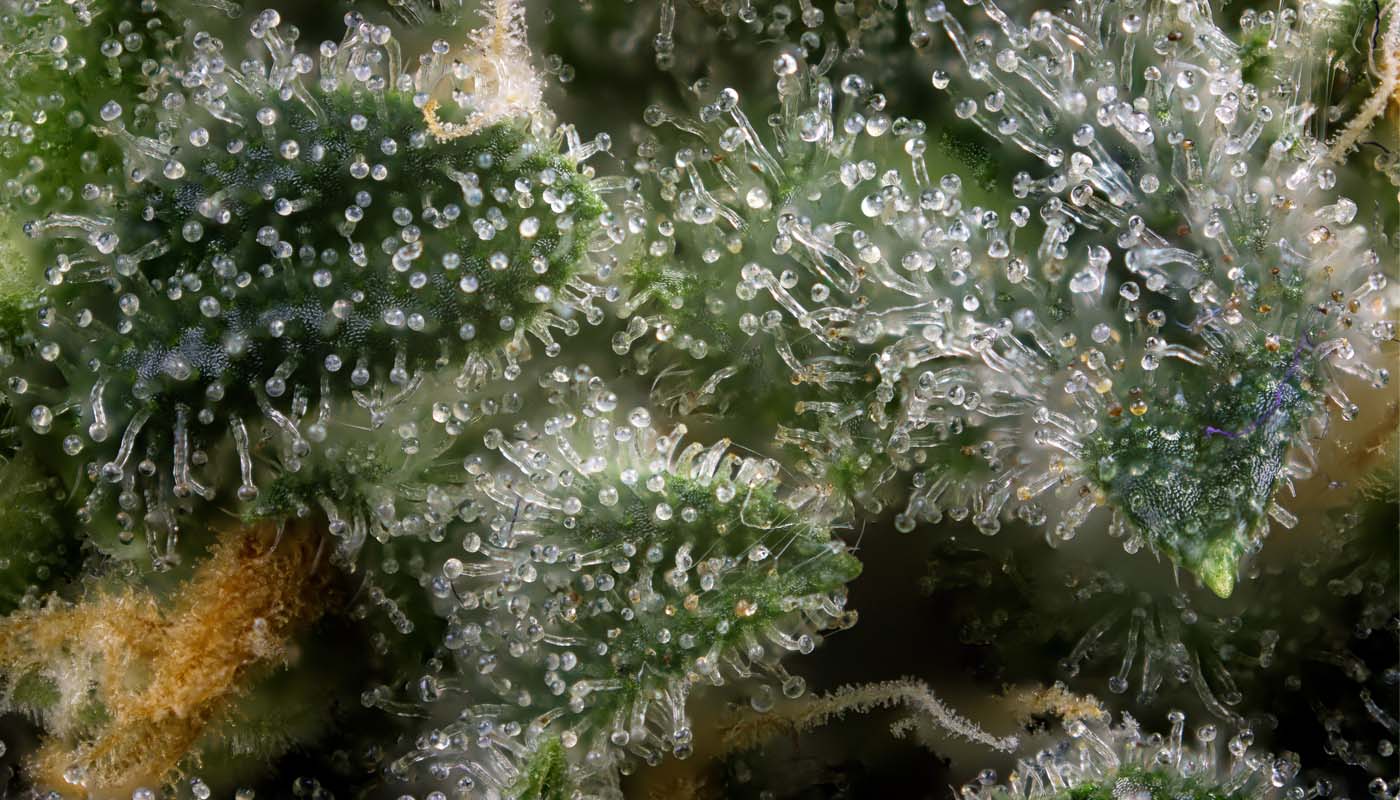 CBD Edibles and Gummies 4/20 CBD Farmhouse