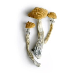 In this expert guide to CBD mushrooms, you will learn about the top medical effects to expect and where to shop for high-end, low-cost products.