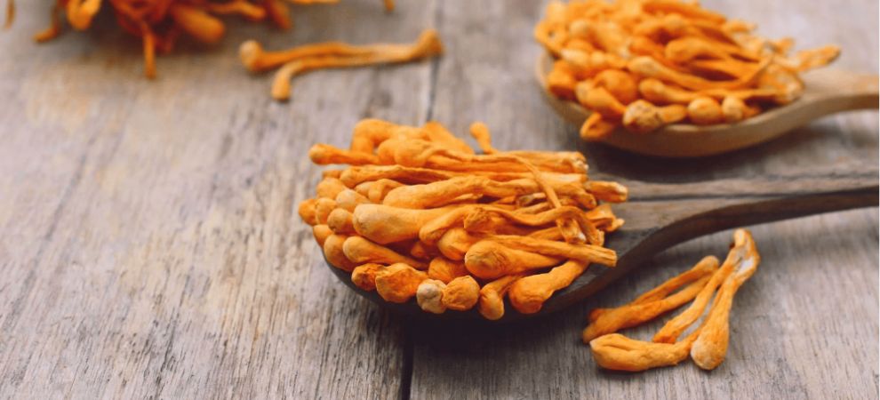 Cordyceps mushrooms are also popular in Asian medicine, and they are said to increase stamina and energy, improve lung function, and support the immune system. 