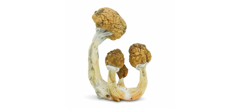 CBD mushrooms gummies and other supplements can promote equilibrium in your body, which makes you more resilient and overall healthier. 
