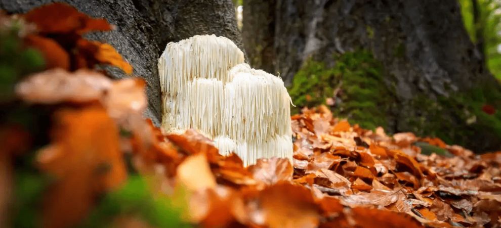 Lions mane, also known as Hericium erinaceus, is a large, white, and shaggy mushroom known for various medicinal benefits.