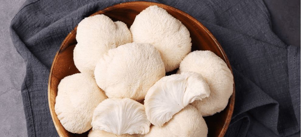 Lion’s Mane, also known as Hericium erinaceus, is an edible mushroom with a long history in ancient Chinese medicine. It is also used as food in various Asian cuisines.