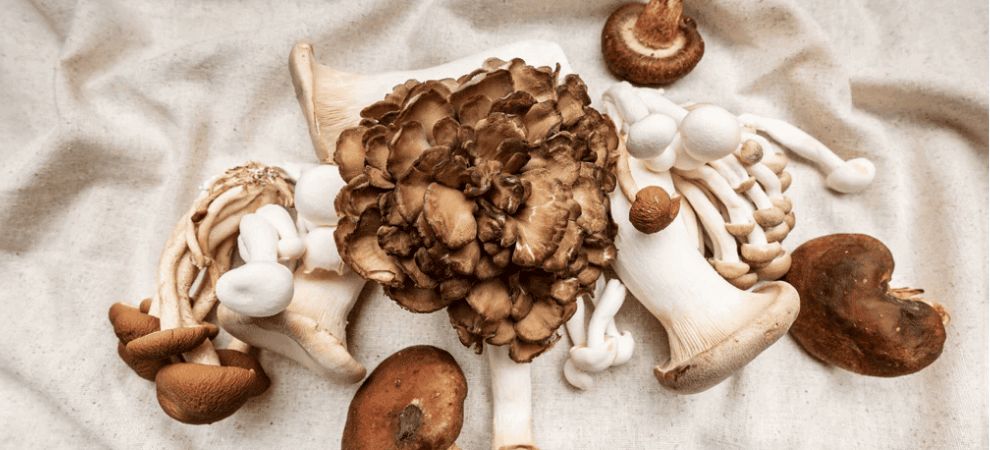 Functional shrooms are nature's gift for wellness and health. We've looked high and low for the best mushrooms for health, and these are the top performers you need to know! Let's explore their characteristics and benefits together!