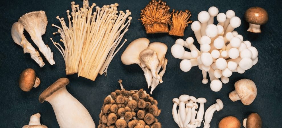 In this comprehensive guide, we will dive deeper into the benefits of functional mushrooms and how to use them safely. 