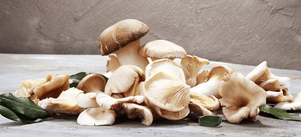 The supplements we've reviewed are derived from the top ingredients and the best mushrooms for health. This is what you must know about dosages, the duration of the effects, and more!