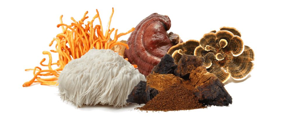First things first: What are functional mushrooms?  In brief, they are special mushroom types that have outstanding health-promoting properties. 