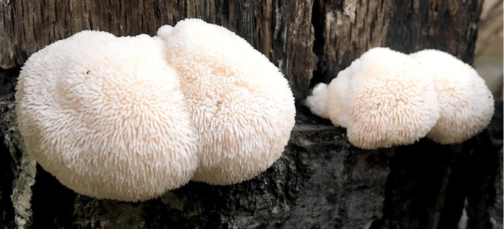 Today, lion's mane is one of the most researched medicinal mushrooms. It is known for its many potential health benefits, including the ability to support memory and cognitive function.