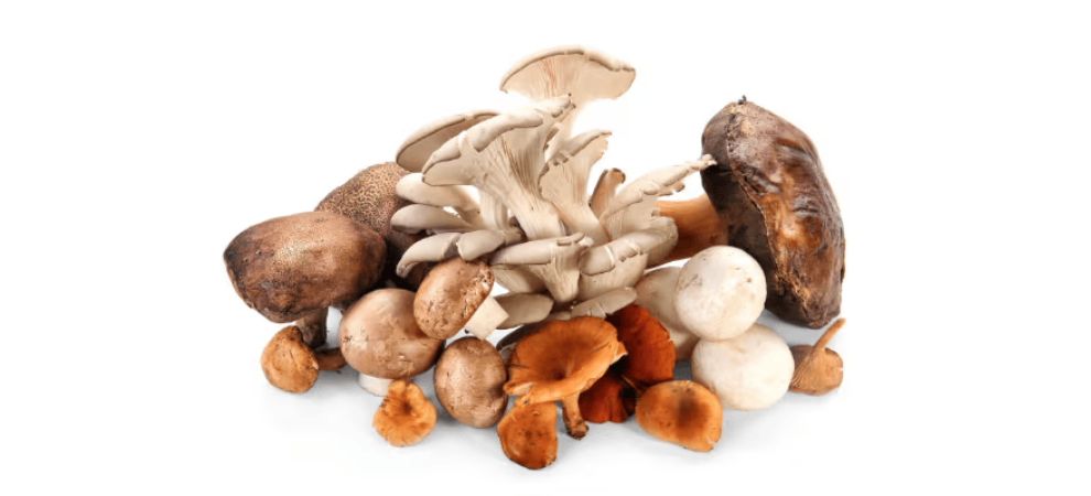 Before we get to the functional mushrooms benefits, we first have to understand what they are. So, what are functional mushrooms?