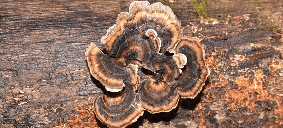 Turkey Tail isn't named one of the best mushrooms for health for no reason. This mushroom has well-documented uses in traditional medicine throughout history.