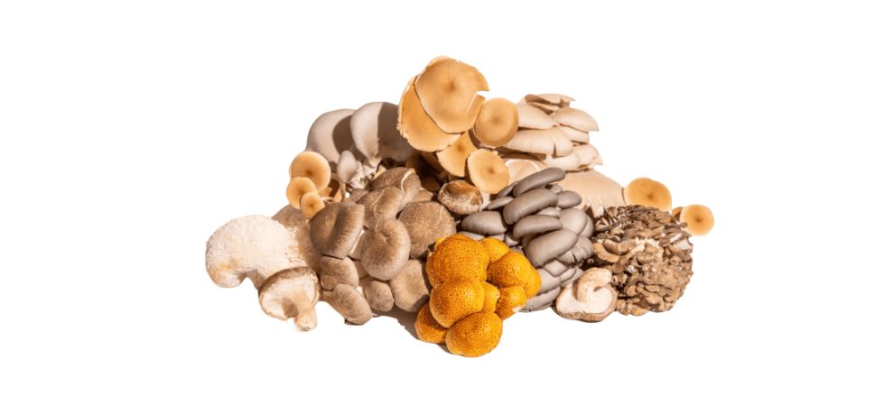 Where can you get the best mushrooms for health? CBD Farmhouse is the leading online and retail store for ordering mushrooms in Dallas, Texas.