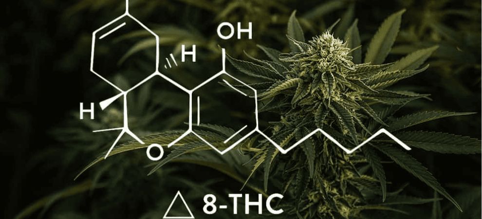 In essence, delta 8 THC is a psychoactive cannabinoid in marijuana that has distinctive characteristics. 