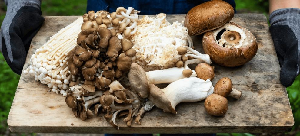 As hinted previously, the five most common medicinal mushrooms you'll find on the market include: