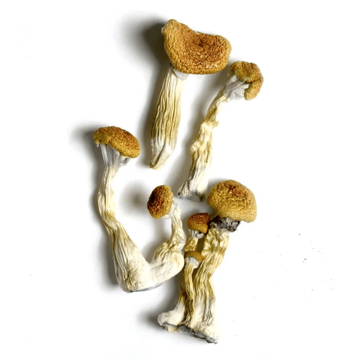 Medicinal & CBD Mushrooms In Inflammation Management