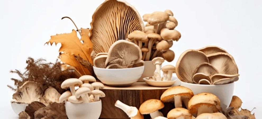 This is one of the most asked questions about medicinal and adaptogenic mushrooms. Do functional mushrooms work?