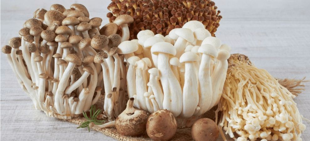 Before buying functional mushroom gummies in Dallas and the Dallas-Fort Worth area, what are the benefits of these shrooms?