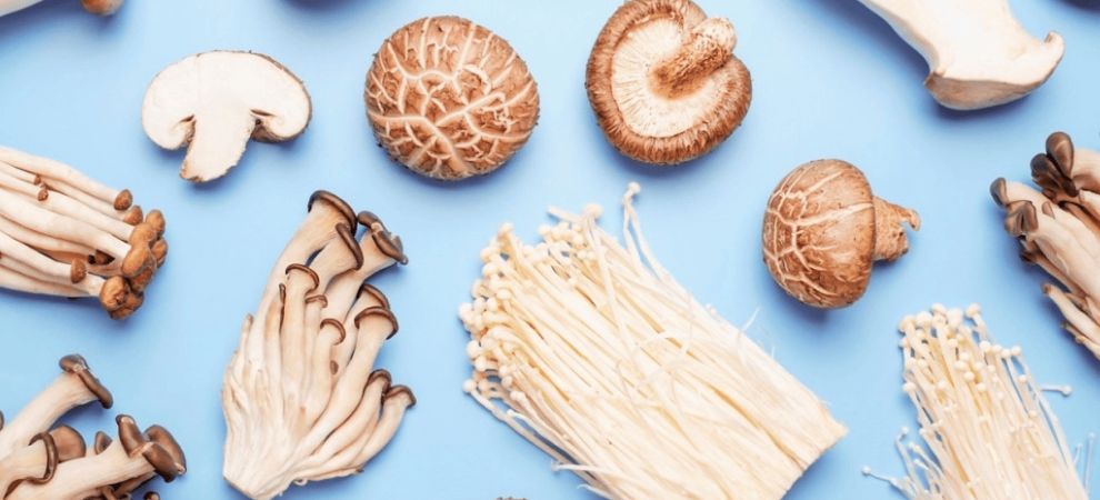 Now that you have the answer to ‘Do functional mushrooms work?’ you may be wondering what the beneficial active compounds are.