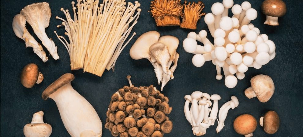 Before answering the ‘do functional mushrooms work’ question, we must first figure out what they are. So, what are functional mushrooms?