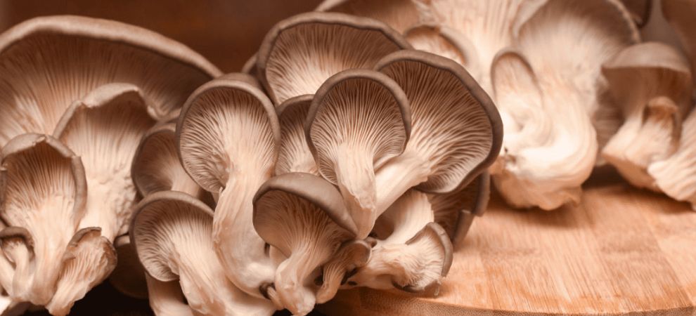 The special group of fungi that can provide you with an array of health benefits are called "medicinal mushrooms". 