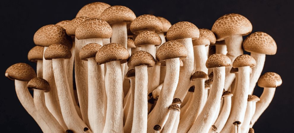 A survey on the relationship between mushroom intake and cognitive performance among older US adults found evidence suggesting that regular mushroom consumption may reduce the risk of cognitive decline.
