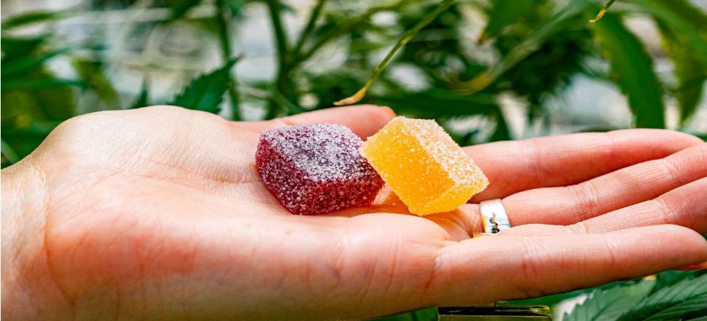 Buy delta 9 gummies if you want intense, full-bodied, slam-down effects. You've read before that THC is the most famous psychoactive compound in weed. 