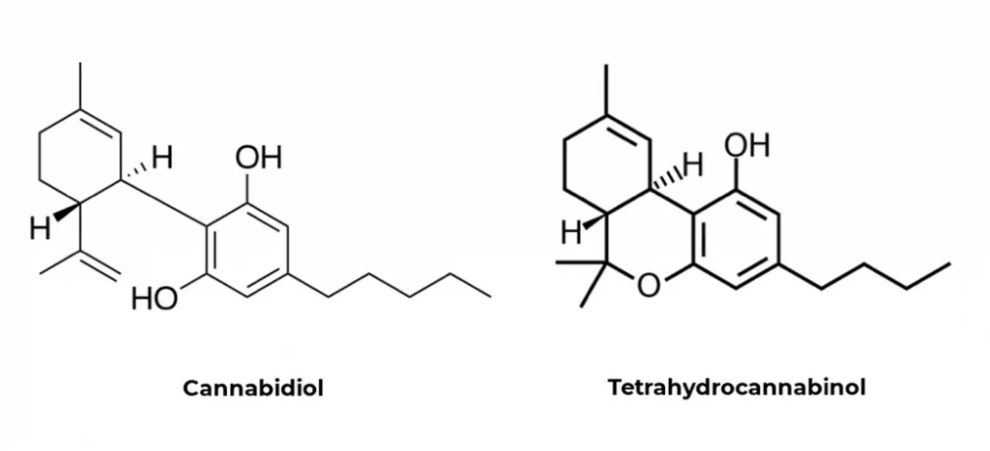 If you’re new to smoking weed, you’re probably wondering what sets Delta 9 THC apart from cannabinoids such as CBD.